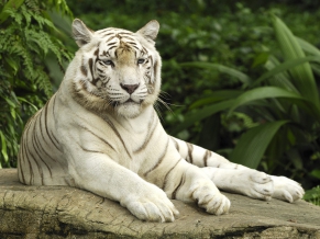 White Tiger, Singapore
