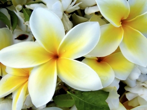 White Yellow Flowers