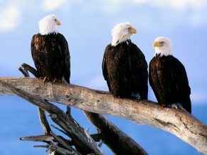 Wild Free Bald Eagles