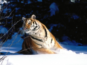 Wintery Scuddle, Siberian Tiger