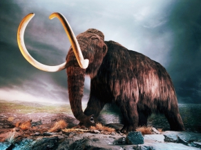Woolly Mammoth