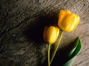 Yellow Tulip