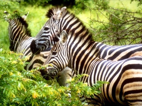 Zebras