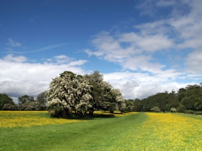 Buttercups Riverside