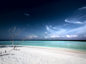 Dead Tree Beach