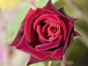 Deep Red Rose