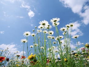 Flowers Sky Glade