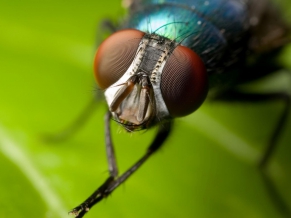 Fly Watch
