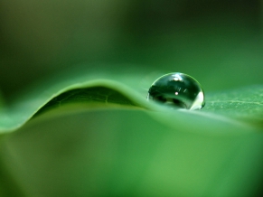 Green Dew Drop