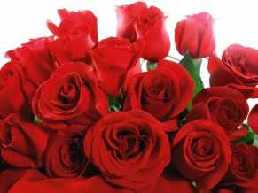 Lovely Red Roses