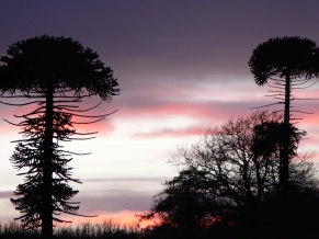 Mushroom Trees