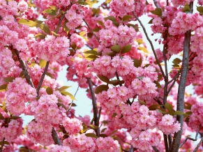 Pink Flowers Bloom