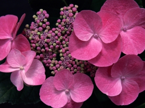 Pink in Shadow