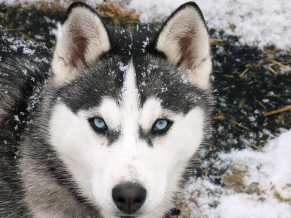 Siberian Wolf