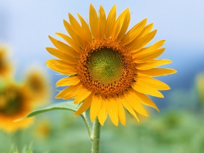 Single Sun Flower