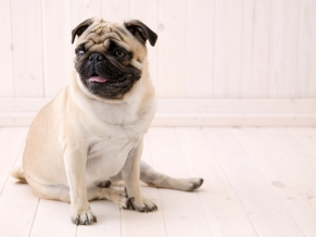 Sitting Pug