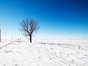 Snow Road Tree