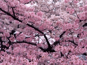 Tree in Bloom