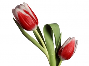 Tulip Model