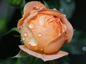 Wet Rose Bloom