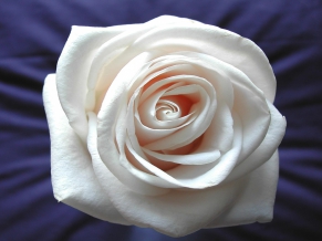 White Rose Widescreen