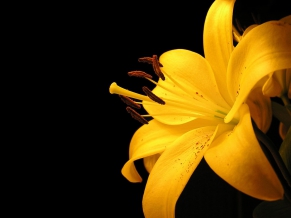 Yellow Lily Flower