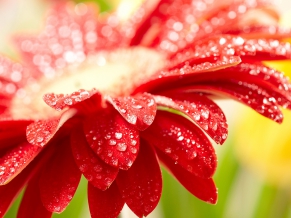 Amazing Red Flower