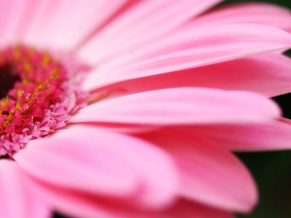 Big Pink Daisy