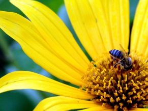 Big Yellow Flower