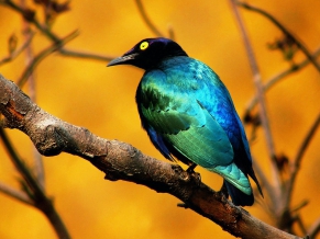 Blue Bird