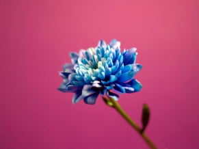 Blue in Pink Background