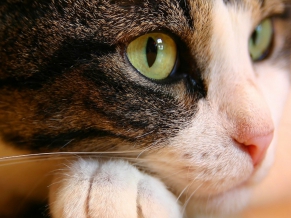 Cat Eyes