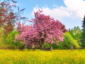 download cherrytree for windows 10 download cherrytree for windows 10
