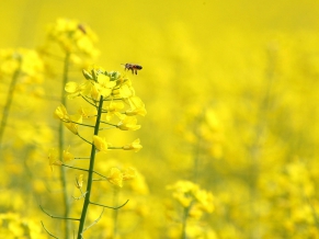 Complete Yellow Flowers