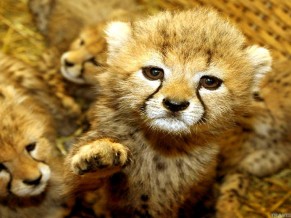 Cute Baby Animal