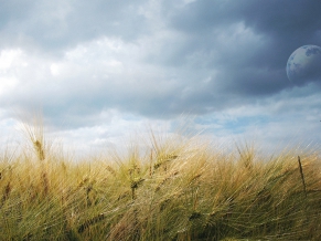 Dreamy Fields