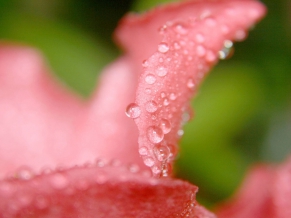 Drops on Flower Wide