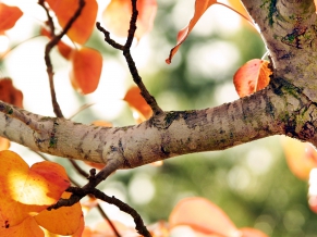 Fall Tree