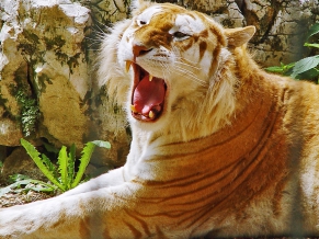 Golden Tiger HDTV 1080p