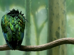 Green Colored Bird