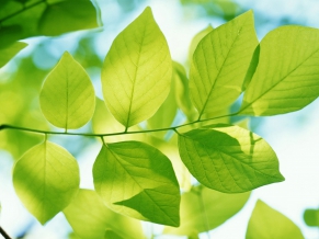 Green Leaves