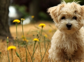 Havanese Silk Dog