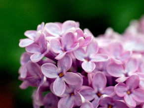 Light Purple Flowers 1080p