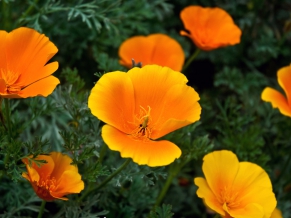 Orange Flowers