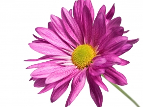 Pink Daisy 1080p