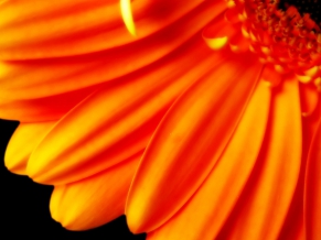 Pure Orange Flower 1080p