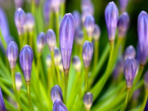 Purple 1080p Flower
