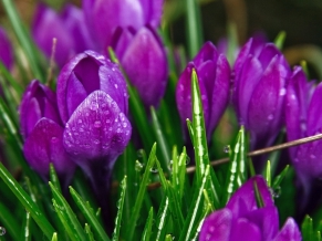 Purple Strange Flowers