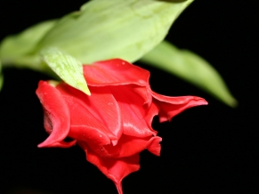 Red Flower in Black