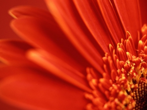 Red Gerbera Daisy